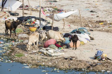 Belgesel yayın. Yaklaşık, Rameswaram, Rameshwaram, Pamban Adası, Tamil Nadu, Hindistan - 2018 Mart. Kimliği belirsiz zavallı yerel geleneksel balıkçı çöp ve inek ve keçi, bezler ile yapılmış çadır altında ortasında sahilde yaşayan.