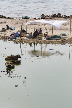 Belgesel yayın. Yaklaşık, Rameswaram, Rameshwaram, Pamban Adası, Tamil Nadu, Hindistan - 2018 Mart. Kimliği belirsiz zavallı yerel geleneksel balıkçı çöp ve inek ve keçi, bezler ile yapılmış çadır altında ortasında sahilde yaşayan.
