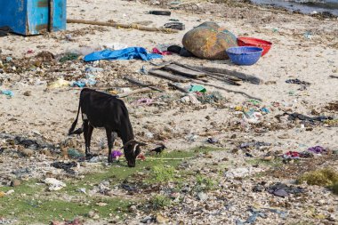 Belgesel yayın. Yaklaşık, Rameswaram, Rameshwaram, Pamban Adası, Tamil Nadu, Hindistan - 2018 Mart. Kimliği belirsiz zavallı yerel geleneksel balıkçı çöp ve inek ve keçi, bezler ile yapılmış çadır altında ortasında sahilde yaşayan.