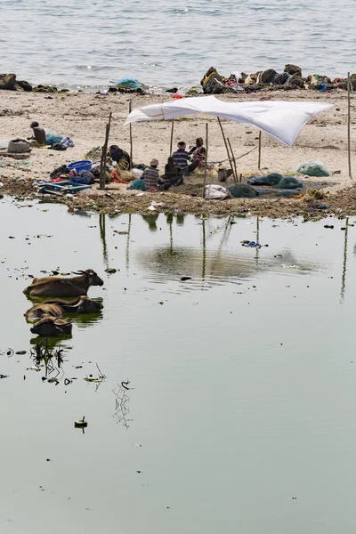 Belgesel yayın. Yaklaşık, Rameswaram, Rameshwaram, Pamban Adası, Tamil Nadu, Hindistan - 2018 Mart. Kimliği belirsiz zavallı yerel geleneksel balıkçı çöp ve inek ve keçi, bezler ile yapılmış çadır altında ortasında sahilde yaşayan.