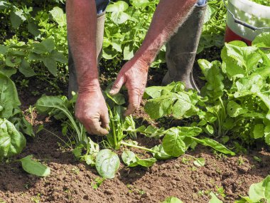 komuta sizde temiz organik sebze sağlık yaşam tarzı için doğal yemek yemek için eve bahçede el