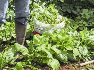 Komuta sizde temiz organik bitkisel sağlık yaşam tarzı için doğal yemek yemek için ev bahçe