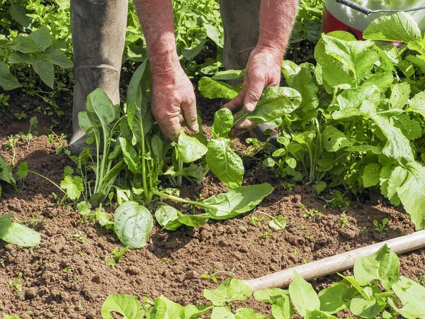 高级男士手清洁有机蔬菜在家庭菜园中用于保健生活方式的天然烹调食品 — 图库照片
