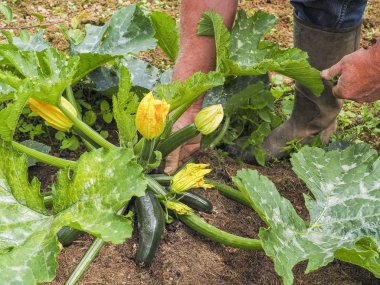 Kabak toplama el sebze bahçesinde çiçekler, yakın çekim. Organik gıda.