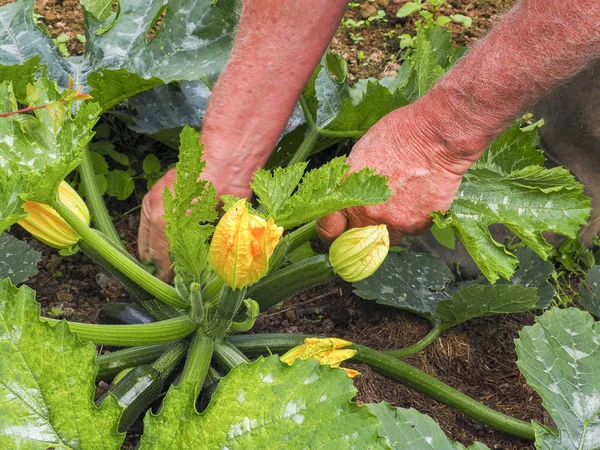 Recogiendo Flores Calabacín Mano Huerto Cerca Alimentos Ecológicos —  Fotos de Stock