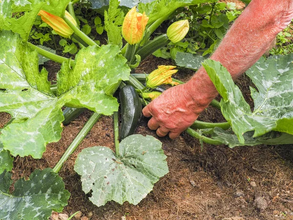在菜园里手摘西葫芦花 有机食品 — 图库照片