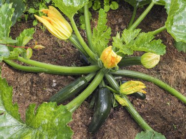 Kabak toplama el sebze bahçesinde çiçekler, yakın çekim. Organik gıda.