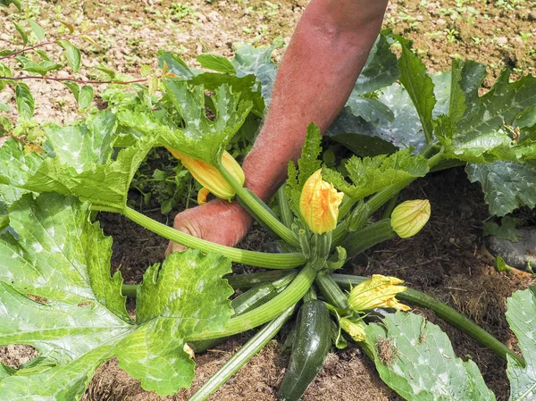 Recogiendo Flores Calabacín Mano Huerto Cerca Alimentos Ecológicos —  Fotos de Stock