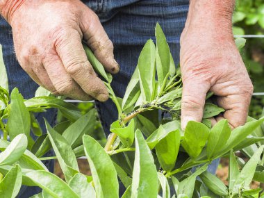Eller üst düzey bir bahçıvan gösterir bir sürü farklı yaş yaprak bitleri ve seks yemek bitki zararlıları gardens sebze bahçeleri küçük bir yeşil açık havada.