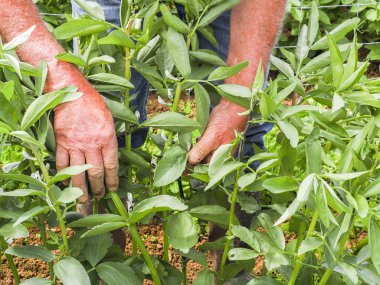 Eller üst düzey bir bahçıvan gösterir bir sürü farklı yaş yaprak bitleri ve seks yemek bitki zararlıları gardens sebze bahçeleri küçük bir yeşil açık havada.