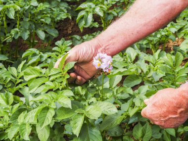 Çiftçi sebze bahçesinde patates bitkilerin büyüme kontrol homegrown organik gıda üretimi, Fransa