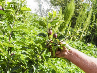 Ağaçta asılı bir çok küçük elma çok dokunaklı el