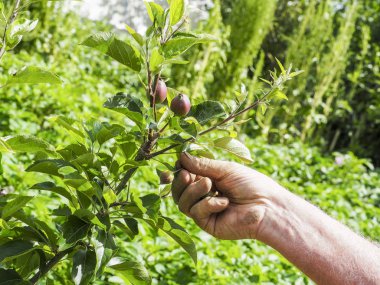 Ağaçta asılı bir çok küçük elma çok dokunaklı el
