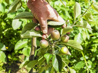 Ağaçta asılı bir çok küçük elma çok dokunaklı el