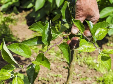 Ağaçta asılı bir çok küçük elma çok dokunaklı el