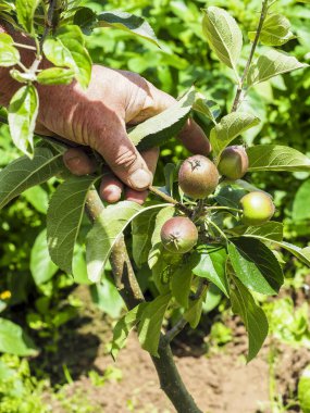 Ağaçta asılı bir çok küçük elma çok dokunaklı el