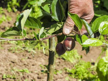 Ağaçta asılı bir çok küçük elma çok dokunaklı el
