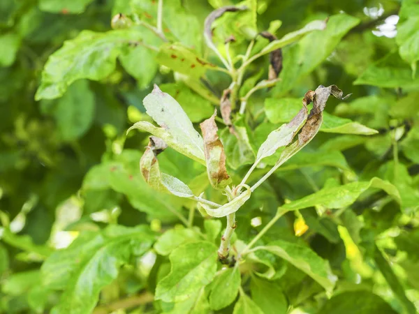 玫瑰苹果蚜虫 Dysaphis 植物病害 受影响的叶的细节 — 图库照片