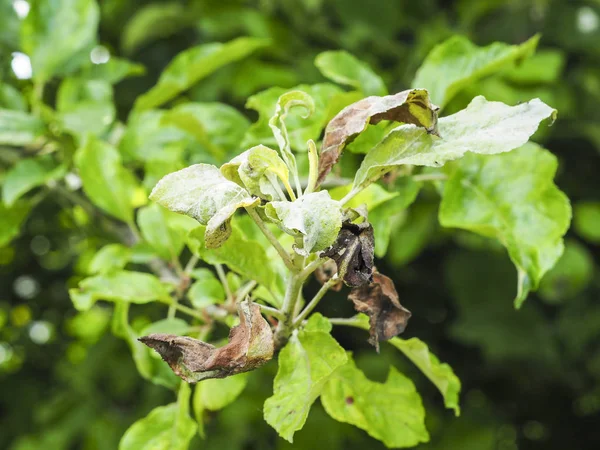 玫瑰苹果蚜虫 Dysaphis 植物病害 受影响的叶的细节 — 图库照片