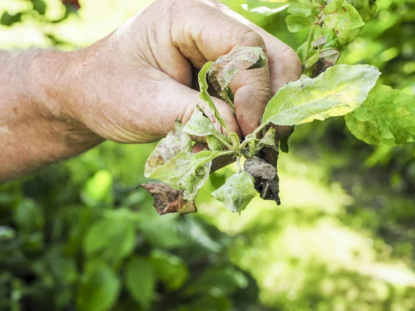 リンゴはバラ色 アブラムシ Dysaphis 植物の病気 影響を受ける葉の詳細を実行します フランス 庭師の手によって — ストック写真