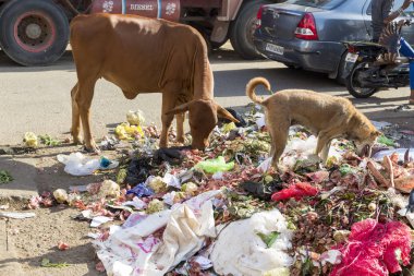 İnek ve bir köpek çöp çöp bir cadde Puducherry Merkezi, Türkiye'ye