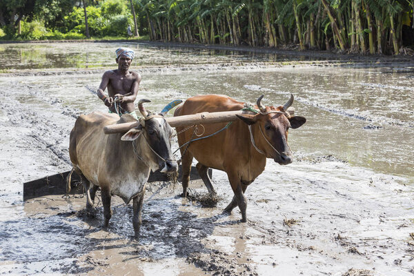 PONDICHERY, PUDUCHERRY, TAMIL NADU, INDIA - SEPTEMBER CIRCA, 2017. Farmers plowing agricultural field in traditional way where a plow is attached to bulls