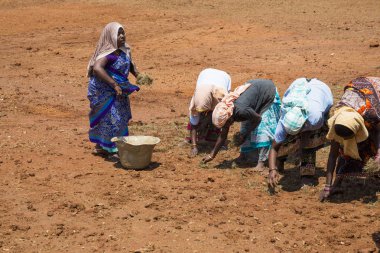 Pondichery, Tamil Nadu, Hindistan - Eylül 2017 yaklaşık. Kimliği belirsiz kadın erkek çiftçilere bitki gurup çim büyümeye nakledilen.