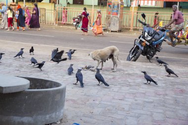 Kargalar kalabalıklar gıda ile Hint yemek yeme bir köpek yakınındaki yolda kaynıyor.