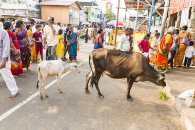 Kimliği belirsiz kişi ve Kutsal İnekler Rameswaram city gate yakınındaki sokak