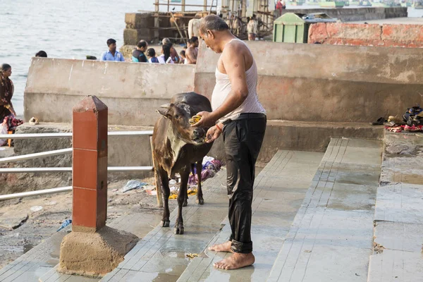 Неопознанные Люди Священные Коровы Улице Возле Ворот Города Рамешварам — стоковое фото