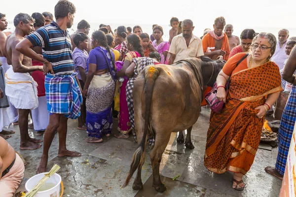 Personas Identificadas Vacas Sagradas Calle Cerca Puerta Ciudad Rameswaram — Foto de Stock