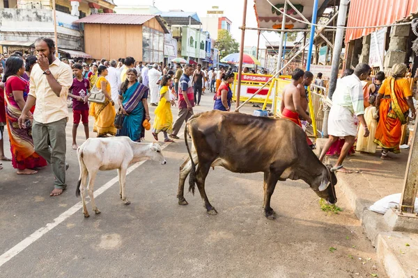 Неопознанные Люди Священные Коровы Улице Возле Ворот Города Рамешварам — стоковое фото