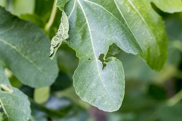 植物疾病 花被叶斑点症状在无花果树上 金银花 金银花 金银花 — 图库照片