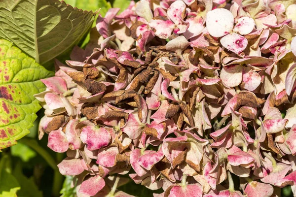 Doença Hortênsia Flor Hortensia Devido Falta Água Poluição Armillaria Mellea — Fotografia de Stock