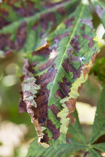 Close Damage Leaves Chestnut Miner Moth Cameraria Ohridella Fungal Disease — 图库照片