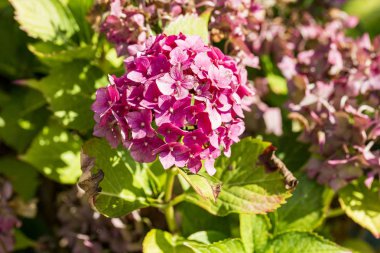 Çiçek hydrangea HORTENSIA hastalığın su ve kirliliği eksikliği nedeniyle. Armillaria mellea, chlorosis virüs parazit ascale böcekler akar acarid