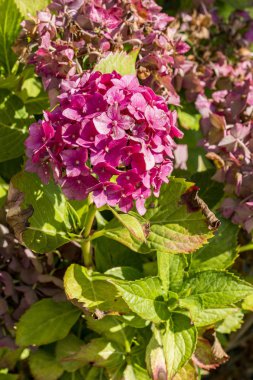 Çiçek hydrangea HORTENSIA hastalığın su ve kirliliği eksikliği nedeniyle. Armillaria mellea, chlorosis virüs parazit ascale böcekler akar acarid