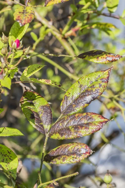 plant disease, fungal leaves spot disease on rose bush causes the damage. Blight, aphid, mushroom Marsonia, chlorosis, powdery mildew canker