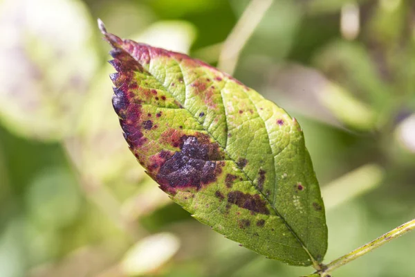 plant disease, fungal leaves spot disease on rose bush causes the damage. Blight, aphid, mushroom Marsonia, chlorosis, powdery mildew canker