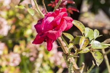 bitki hastalık, mantar nokta hastalığı gül bush nedenleri üzerinde hasar bırakır. Yıkım, yaprak biti, mantar Marsonia, chlorosis, külleme küf pamukçuk