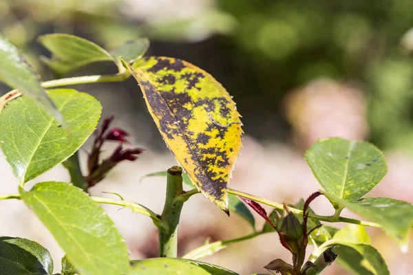 plant disease, fungal leaves spot disease on rose bush causes the damage. Blight, aphid, mushroom Marsonia, chlorosis, powdery mildew canker