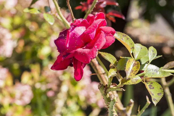 plant disease, fungal leaves spot disease on rose bush causes the damage. Blight, aphid, mushroom Marsonia, chlorosis, powdery mildew canker