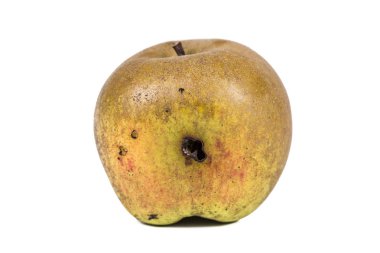 İzleme kurtlu elma codling güve Cydia Pomonella, sıkıcı. Beyaz arka plan üzerinde. Yazmak için bir yer