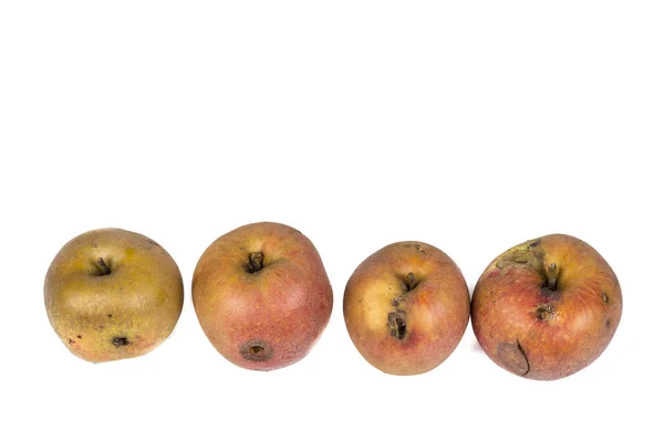 Чотири Черв Apple Maggot Личинка Харчової Apple Пошкоджені Білому Фоні — стокове фото