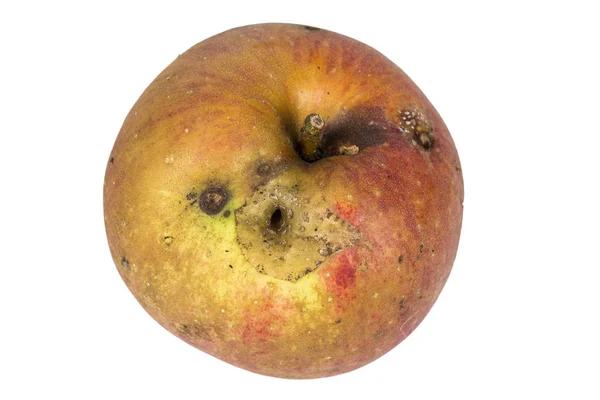 Saai Spoor Van Een Fruitmot Cydia Pomonella Een Wormy Appel — Stockfoto