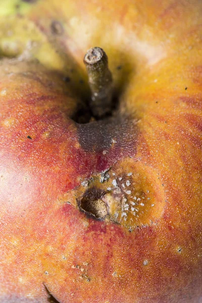 Close-up Boring trace of a codling moth Cydia Pomonella, in a wormy apple. On white background. Place to write