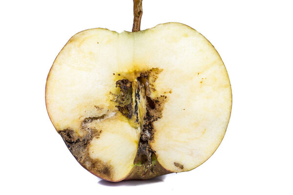 Close up Boring trace of a codling moth Cydia Pomonella, in a half middle wormy apple. On white background. Scab, oidium, mushroom