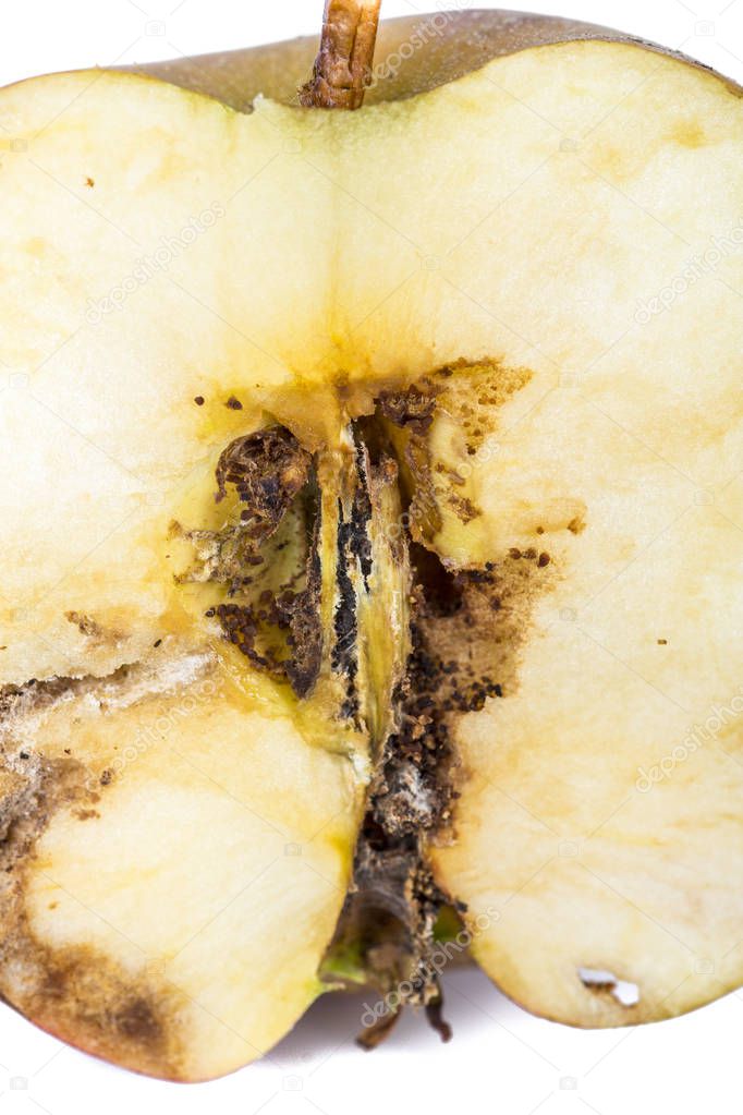 Close up Boring trace of a codling moth Cydia Pomonella, in a half middle wormy apple. On white background. Scab, oidium, mushroom