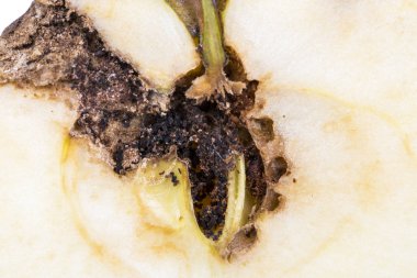 Boring izleme yarım orta kurtlu elma codling güve Cydia Pomonella, kapatın. Grev kırıcı, oidium, mantar