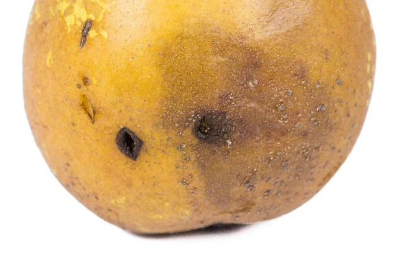 Saai Spoor Van Een Fruitmot Cydia Pomonella Een Wormy Peer — Stockfoto